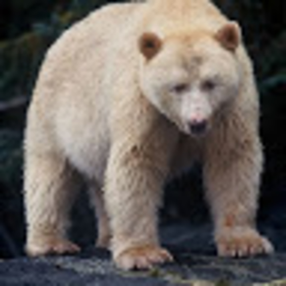 Meet your Posher, Joel